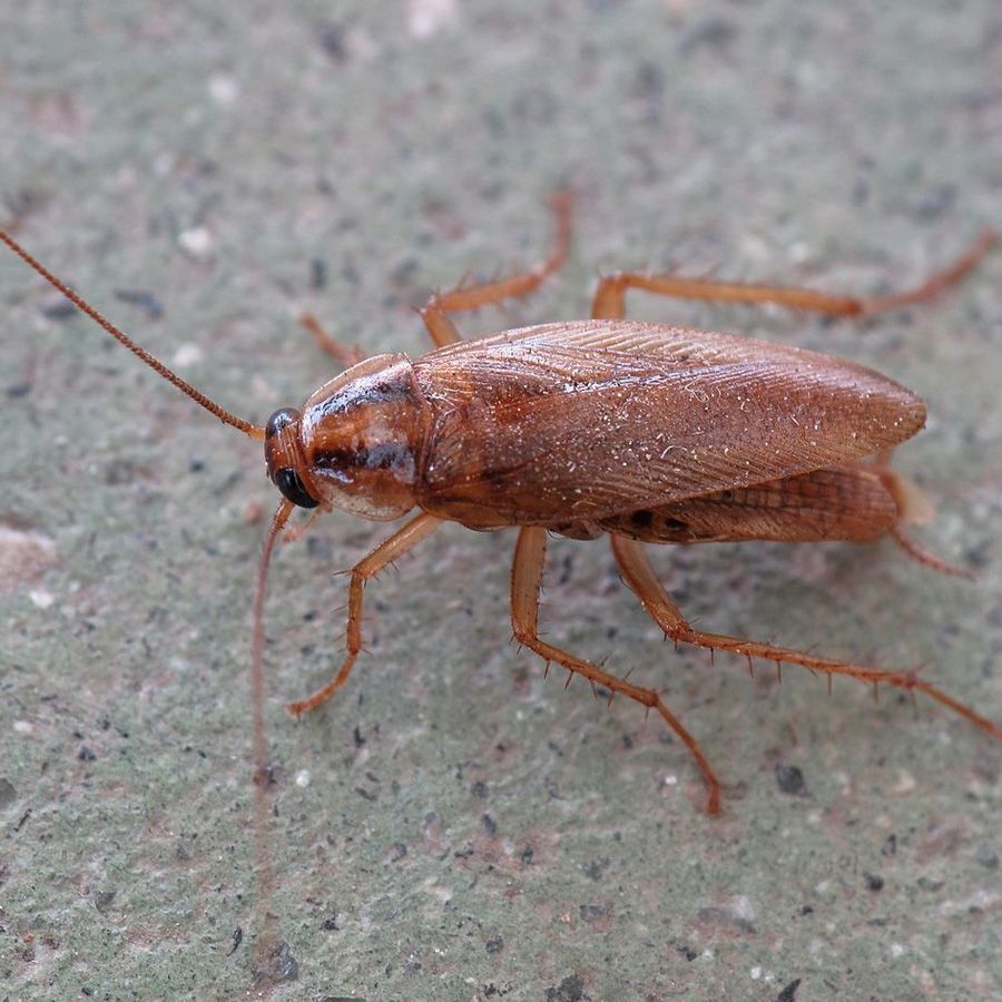 Cockroach (German)