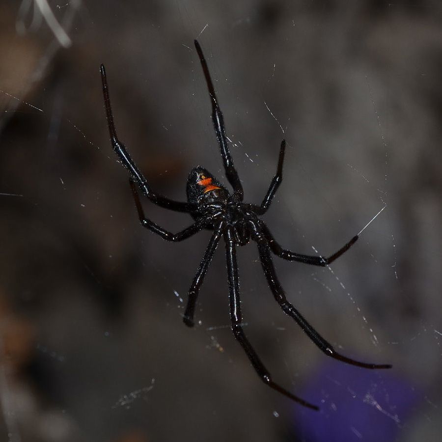 Black Widow Spider