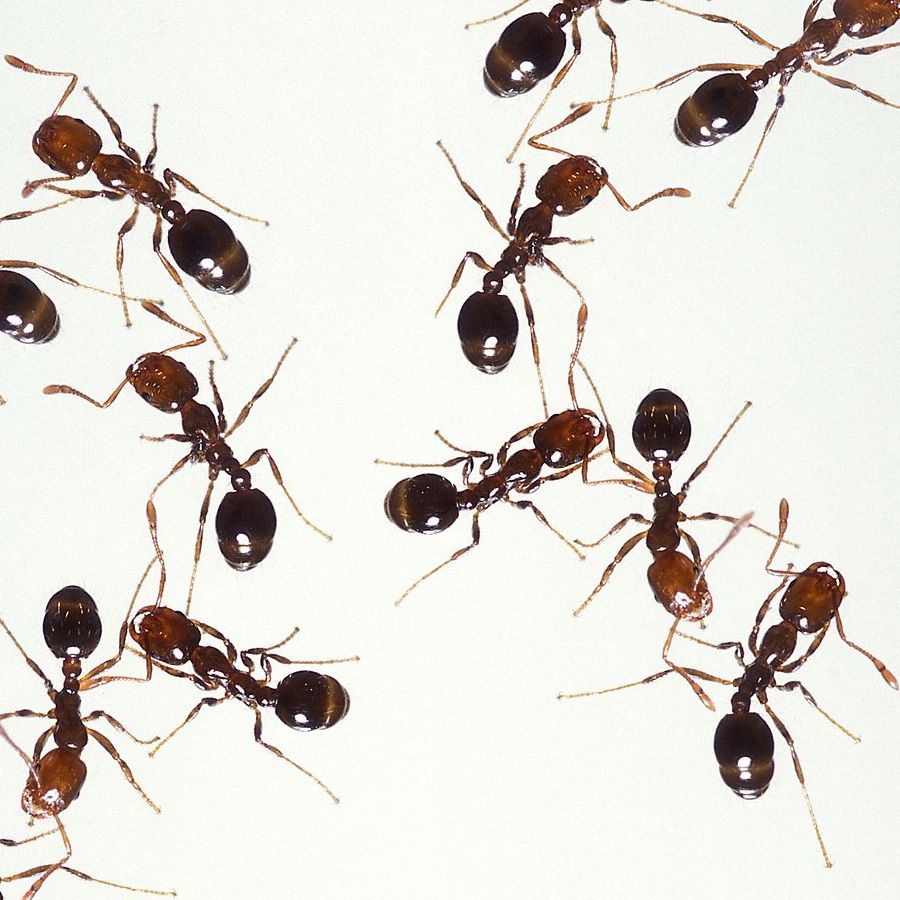 Fire Ants