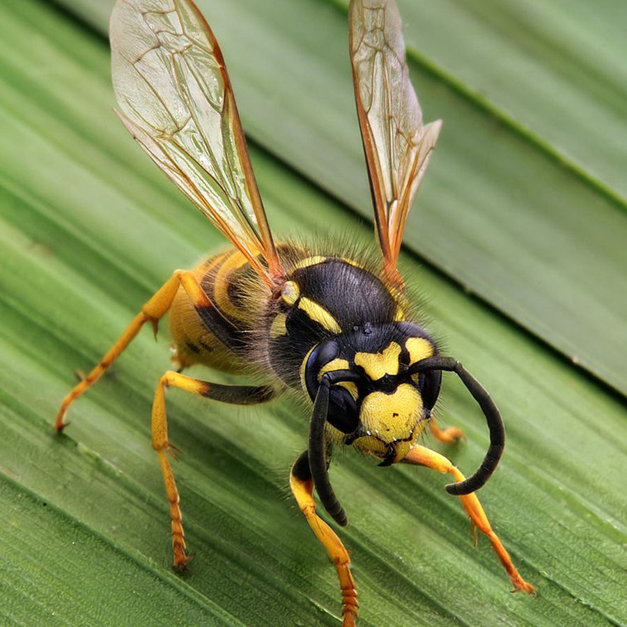 Wasps & Yellow Jackets